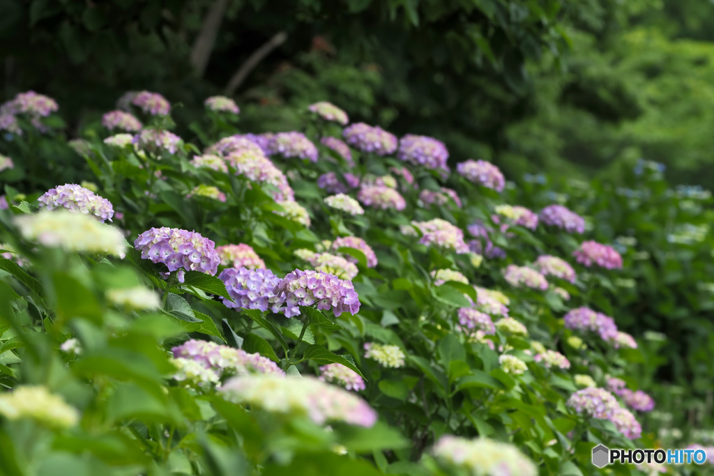 紫陽花 by tnb7777 （ID：13557948） - 写真共有サイト:PHOTOHITO
