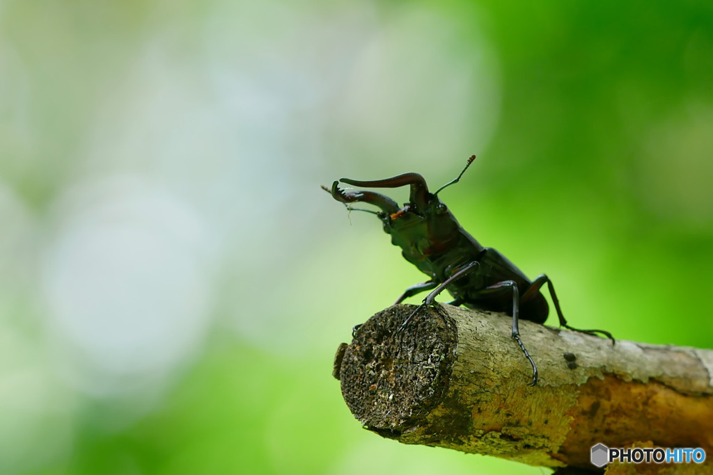 ノコギリクワガタ