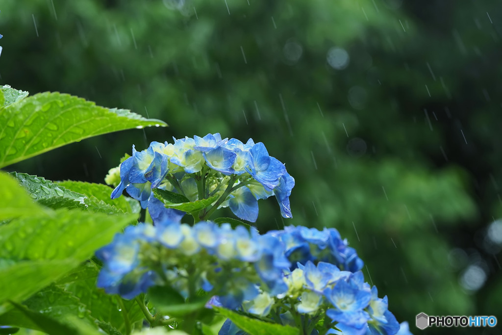 雨と紫陽花