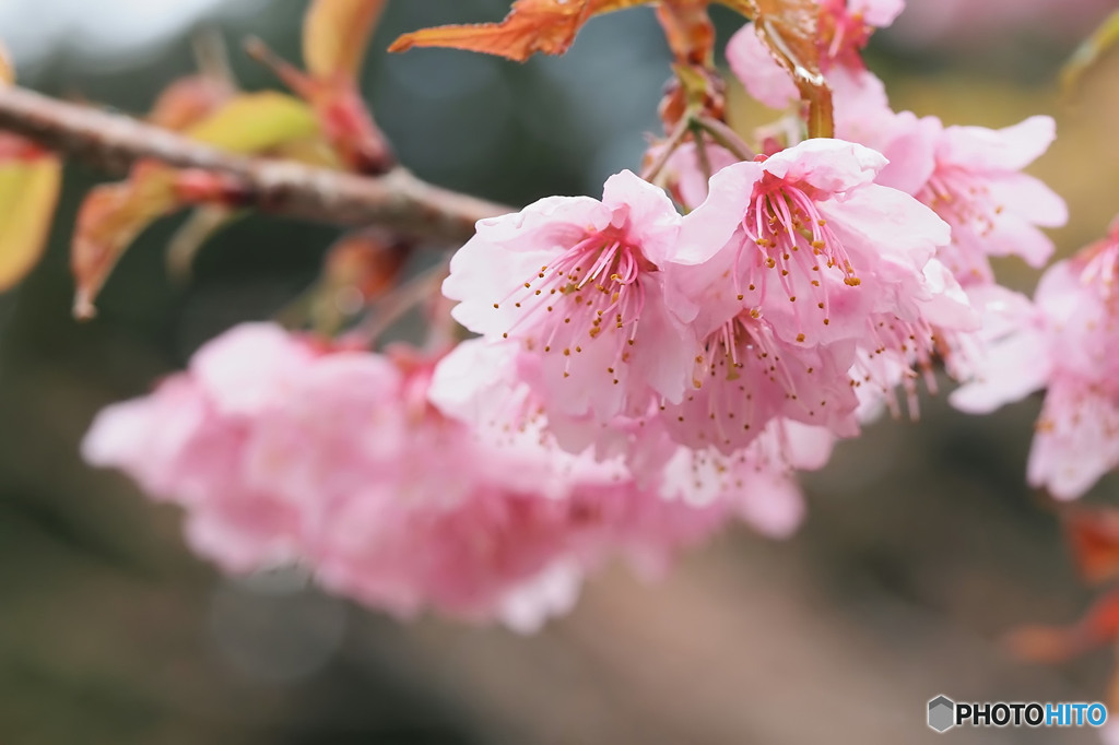 大漁桜