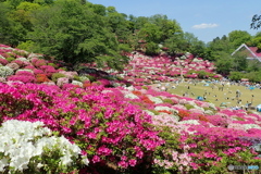 つつじまつり