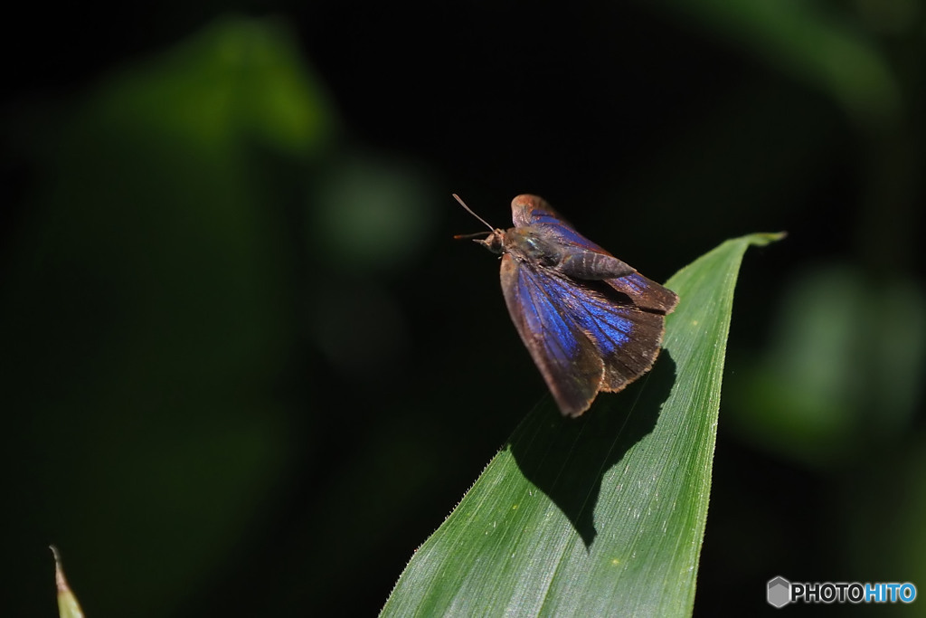 ムラサキシジミ