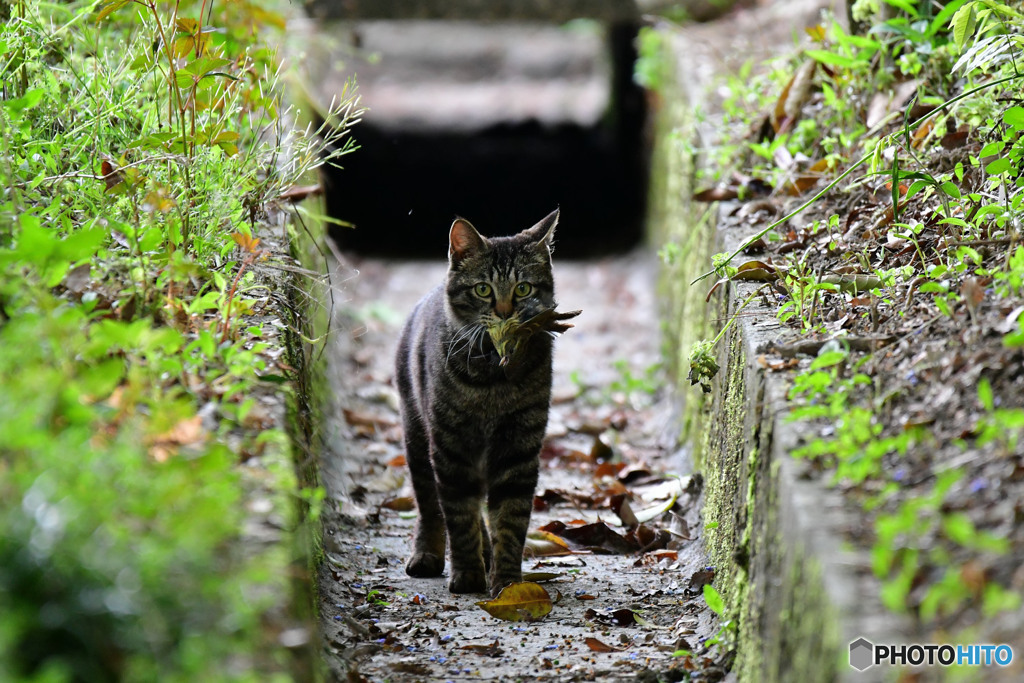 無残アオジ、猫に狩られる