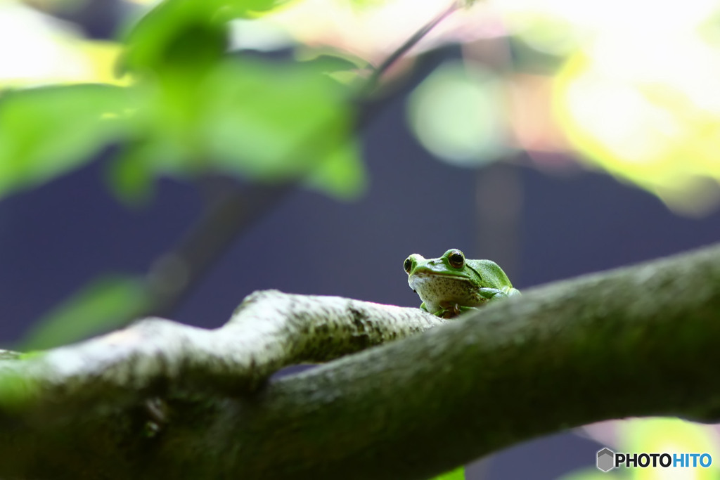 モリアオガエル