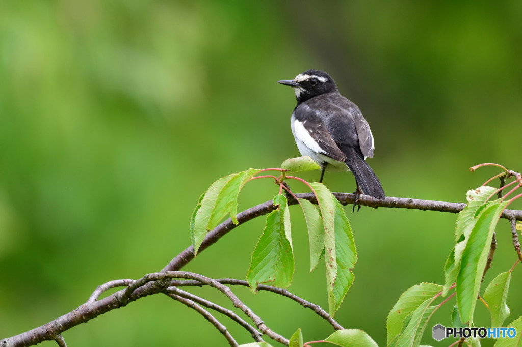 セグロセキレイ