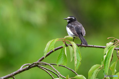 セグロセキレイ