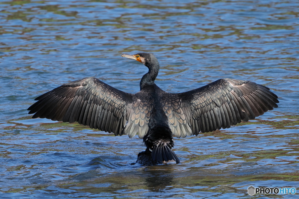 カワウ　乾燥中