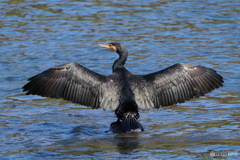 カワウ　乾燥中