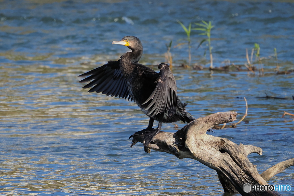 カワウ　乾燥中