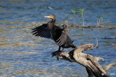 カワウ　乾燥中