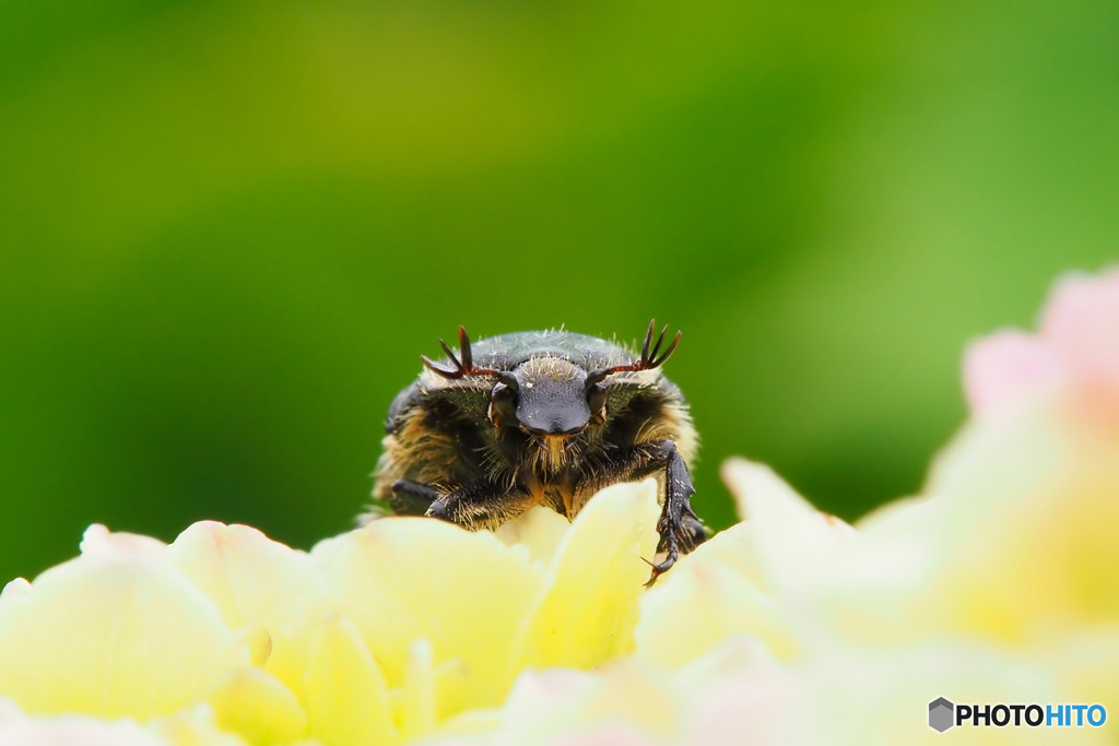 コアオハナムグリ