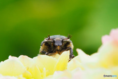 コアオハナムグリ