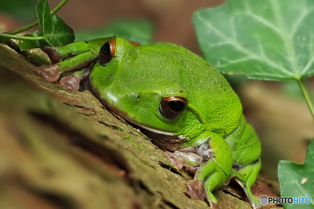 モリアオガエル