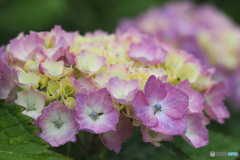 紫陽花の頃 4