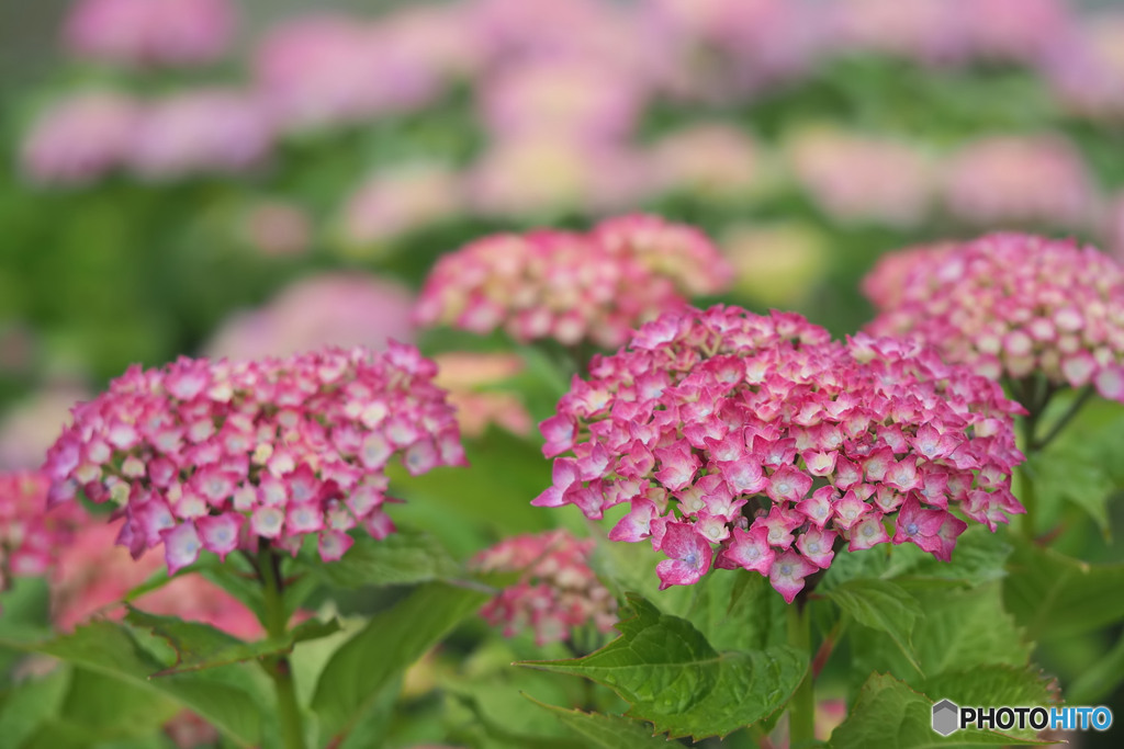紫陽花の頃 2