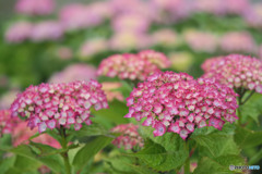 紫陽花の頃 2