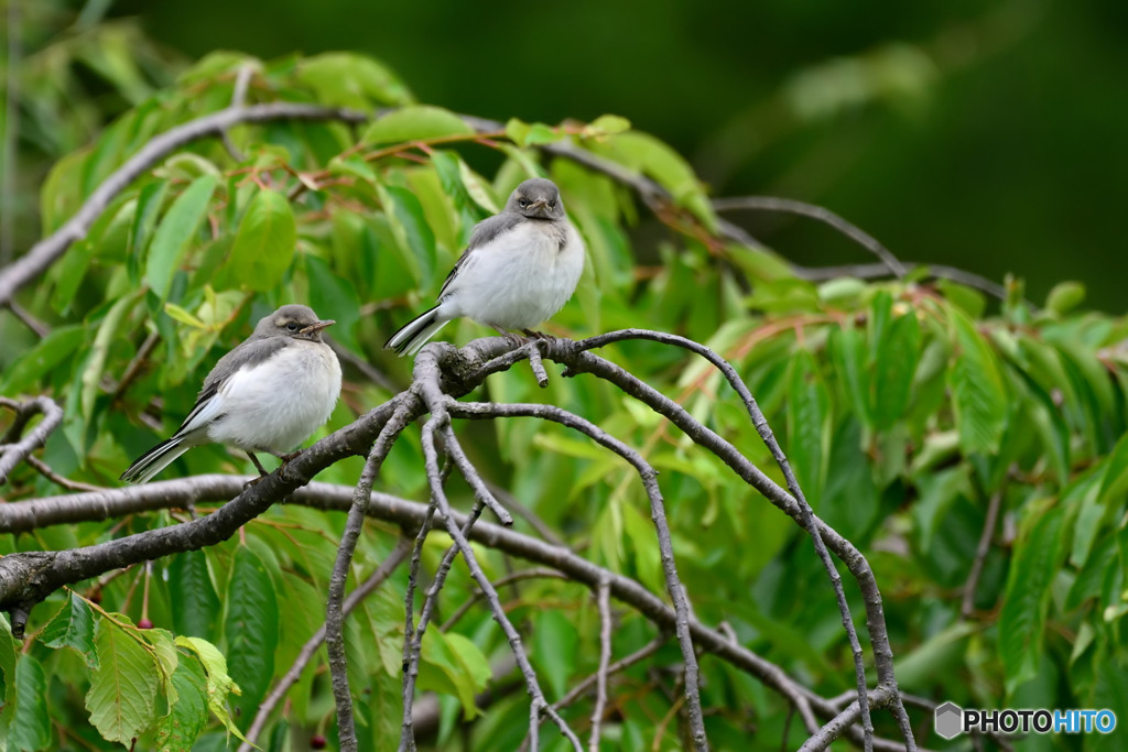 セグロセキレイ（巣立ち雛）