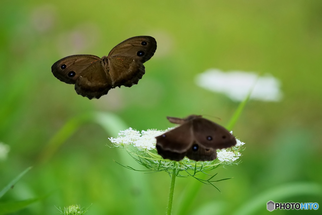 ジャノメチョウ