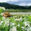 ウラナミシジミ