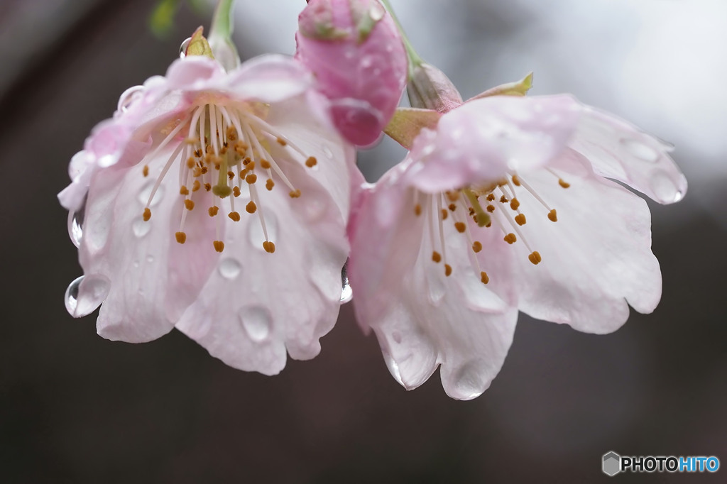 大漁桜