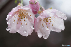 大漁桜