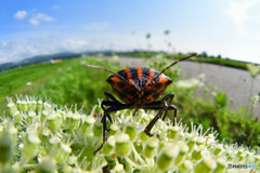 アカスジカメムシ