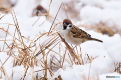 スズメ　雪の日　食事