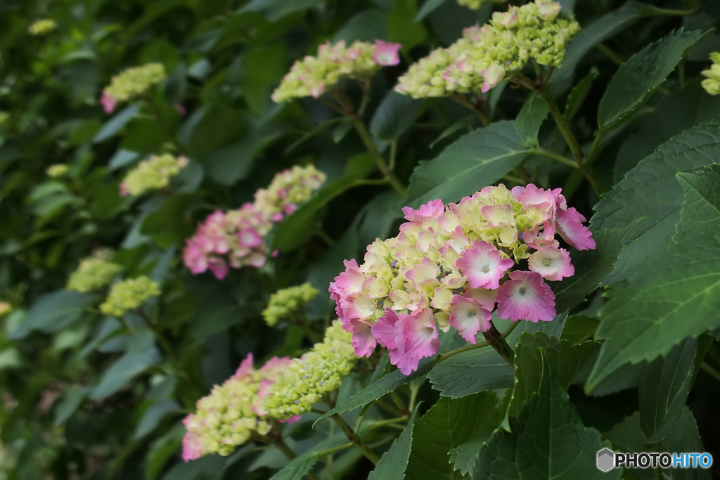 紫陽花