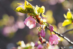 河津桜