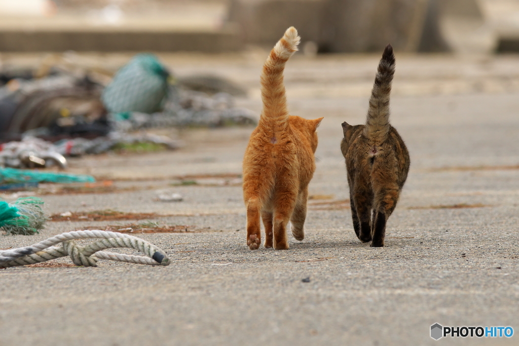 漁港のねこ(2)