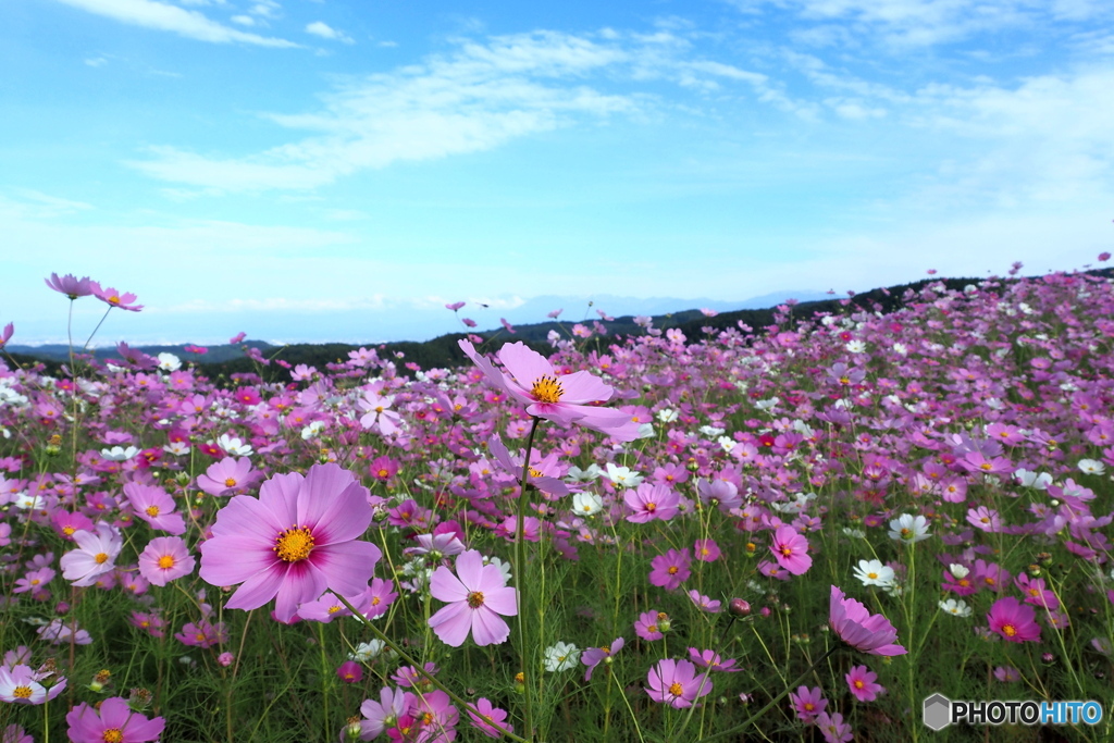 秋桜