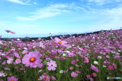 秋桜