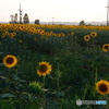 夕暮れ時　ひまわり村
