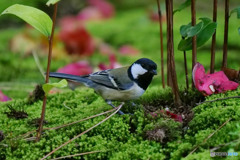 シジュウカラ