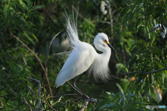 チュウサギ