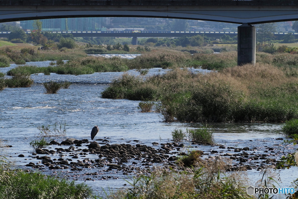 アオサギの休息