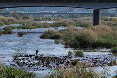 アオサギの休息