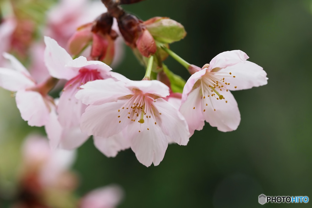 河津桜