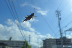 フロントガラスの同乗者
