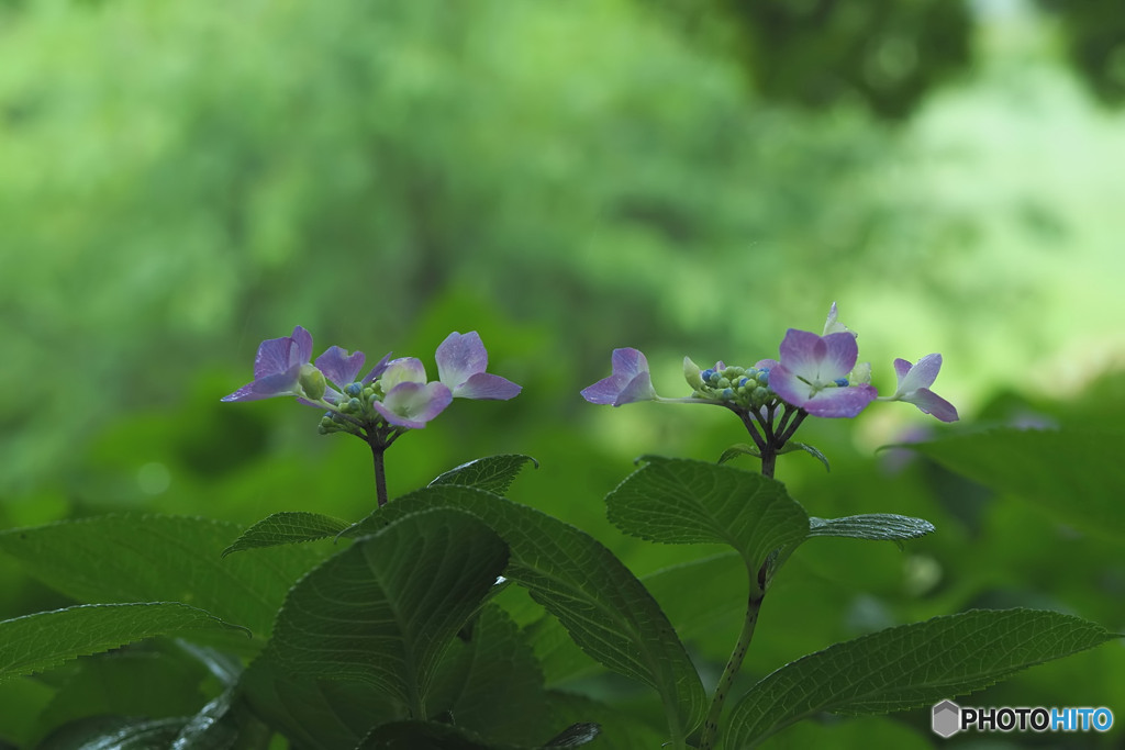 紫陽花