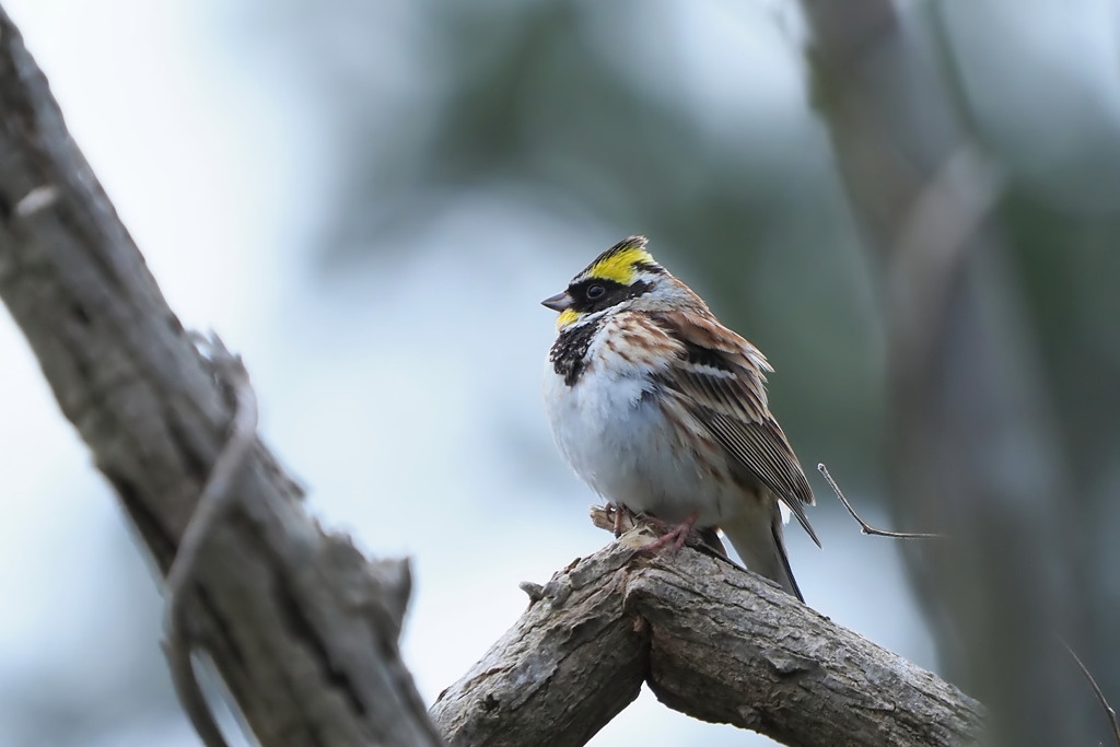 ミヤマホオジロ