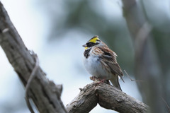 ミヤマホオジロ