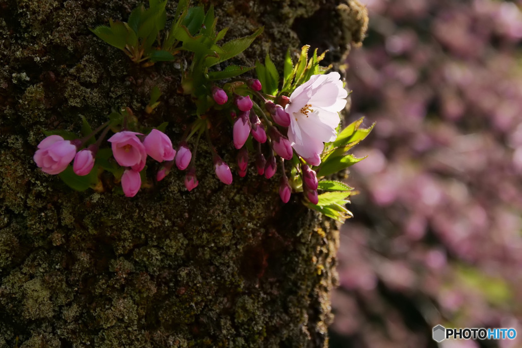 思川桜