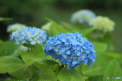 紫陽花　咲き始め