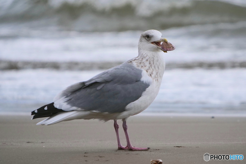 オオセグロカモメ