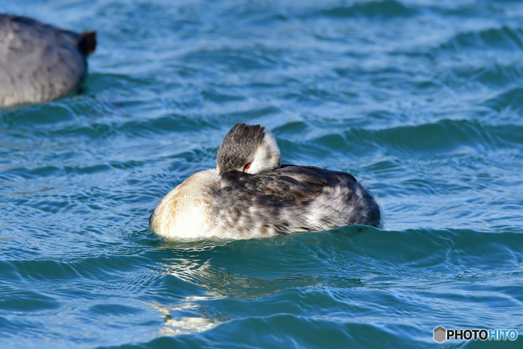 カンムリカイツブリ