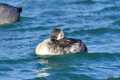 カンムリカイツブリ