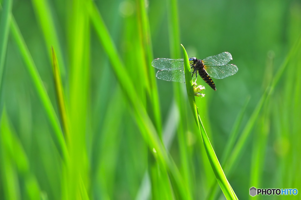 ハラビロトンボ