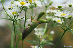 ハラビロカマキリ