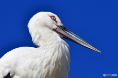 コウノトリ